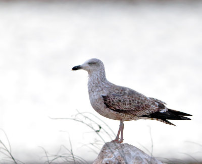 Lesser Black-backed Gull