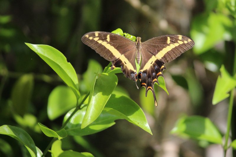 Papilio andraemon