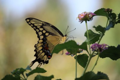 Giant Swallowtail