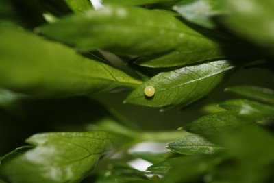 Eastern Black Swallowtail egg