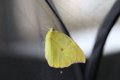 Southern Dogface Sulphur