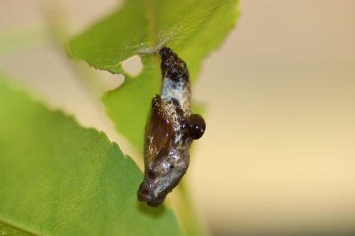 Red-spotted Purple Chrysalis
