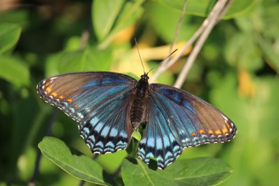 Red-spotted Purple