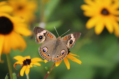 Common Buckeye