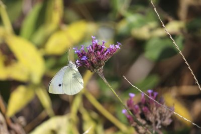 Cabbage White 