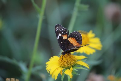 Bordered Patch 