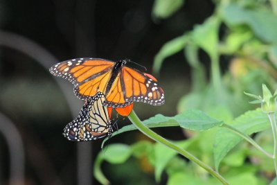 Monarchs mating