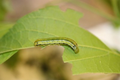 American Snout Caterpillar 