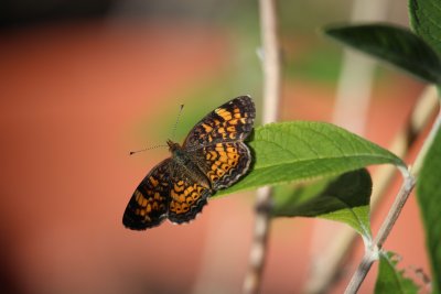 Pearl Crescent