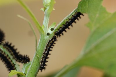 Silvery Checkerspot Caterpillars