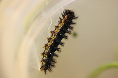 Silvery Checkerspot Caterpillars