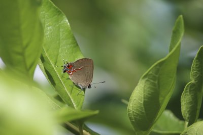 Gossamer Wings