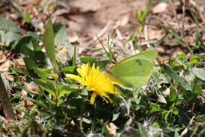 Lyside Sulphur