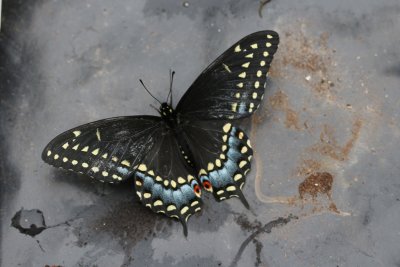 Eastern Black Swallowtail Female