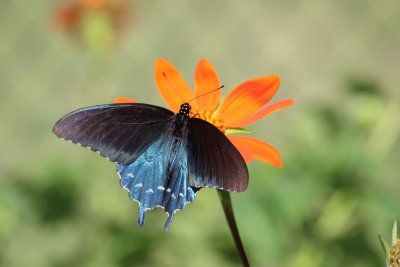 Pipevine Swallowtail Male