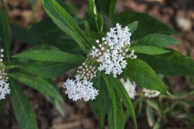 Asclepias perennis