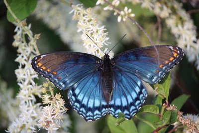 Red-Spotted Purple