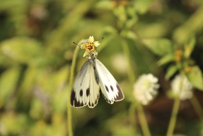 Southeast Asia Butterflies