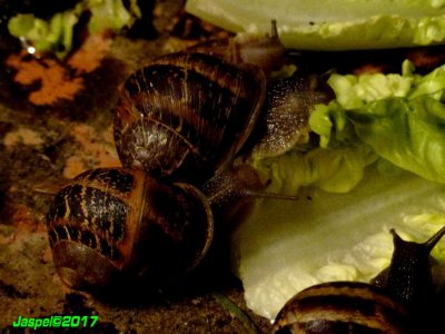 Des escargots affams