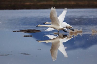  Geese & Swans