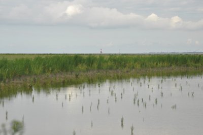 Salt Marsh