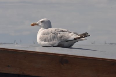 Gull on a Hot Tin Roof