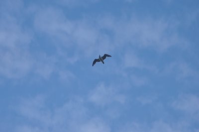 Soaring...