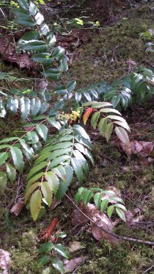 Berberis aquifolium (oregon grape) 