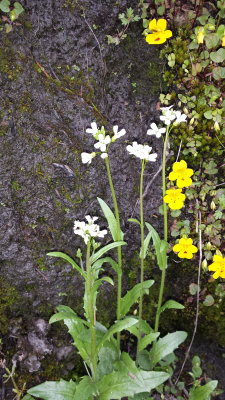 brassicaceae