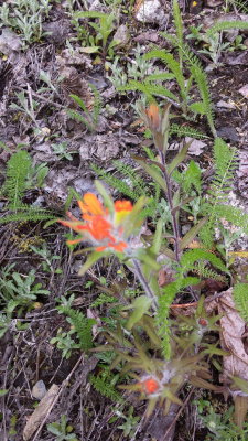 castillejia hispida