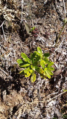 Chimaphila umbellata 