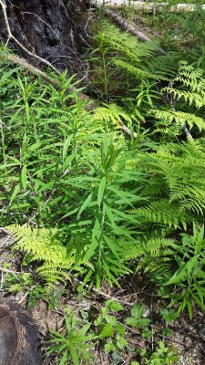 Chimerion augustifolium (fireweed) 