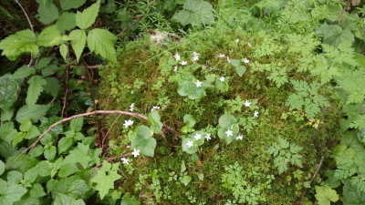 claytonia sibirica 