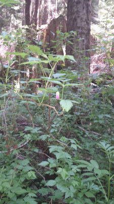 Rubus spectabilia 