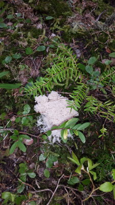 some crazy cottage cheese fungus
