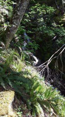 sword fern
