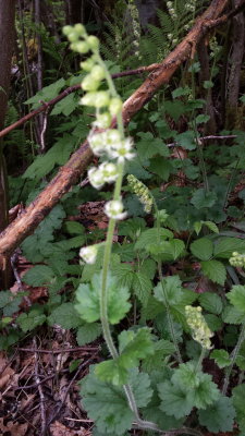 tiarella trifoliata 