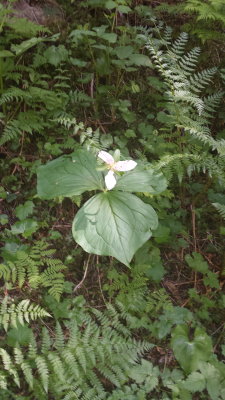 Trillium ovatum