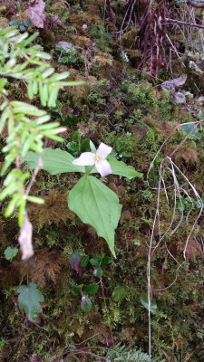 trillium