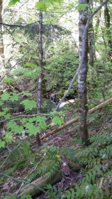 sourdough trail 