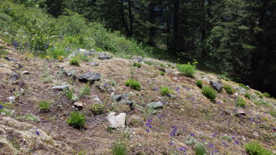 Jack's mt trail 