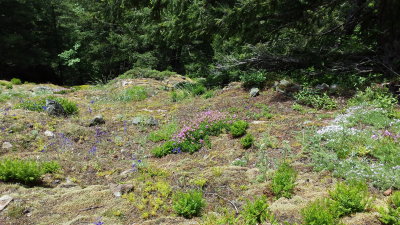 Jack's mt trail 