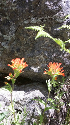 Castillejia hispida