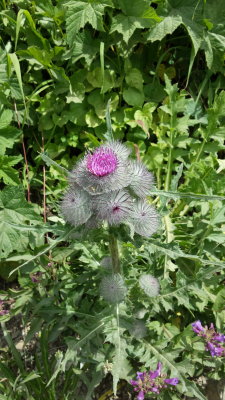 Cirsium edule (edible thistle) asteraceae