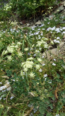 Lomatium dissectum (fern leaved desert parsley) apiaceae light yellow umbel and smaller in stature
