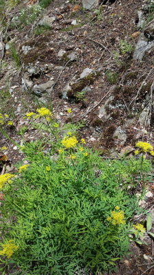 Lomatium dissectum 
