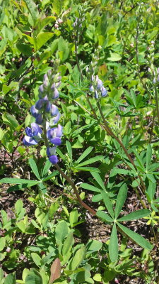 Lupinus latifolius (Broadleaf lupine) fabaceae