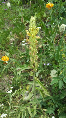 Pedicularis bracteosa (Bracted Lousewort) Orobanchaceae