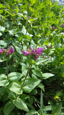 Penstemon serrulatus (Coast Penstemon) Plantaginaceae
