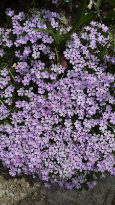 phlox diffusa  Polemoniaceae